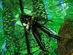 Обыкновенная скалярия (Pterophyllum scalare)