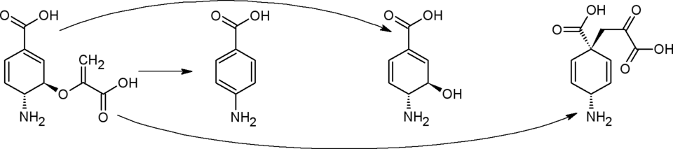 Превращения 4-амино-4-дезоксихоризмата