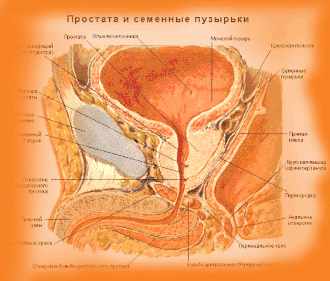 Семенные пузырьки и простата