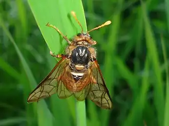 Цимбекс ивовый (Cimbex lutea)