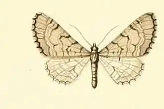 Eupithecia silenicolata