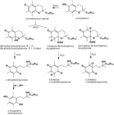 Окисление α-токоферола in vitro