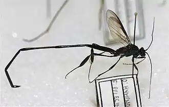 Pelecinus polyturator (Pelecinidae, Proctotrupoidea)