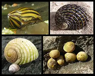 Представители