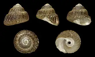 Раковина Tegula rustica