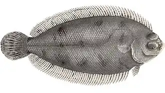 Poecilopsetta plinthus