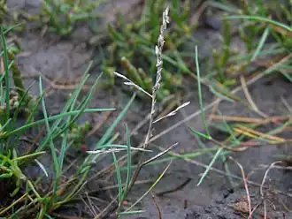 Бескильница морская (Puccinellia maritima)