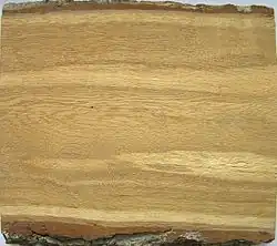 Внутренняя заболонь на продольном распиле дуба