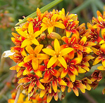 Quinchamalium chilensis