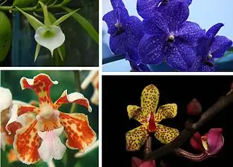 Некоторые представители трибы Vandeae:  Angraecum Infundibulare, Vanda Pachara Delight, Vanda Tricolor Insignis, Vanda Lissochiloides.