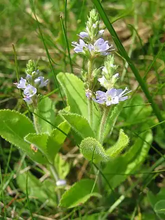Вероника лекарственная (Veronica officinalis) — типовой вид рода Вероника