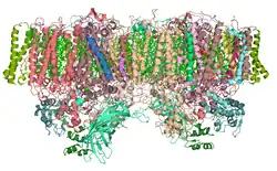 Структура димера фотосистемы II из цианобактерии Thermosynechococcus elongatus [6][7]