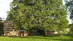 Дуб черешчатый