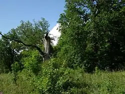 Остатки парка