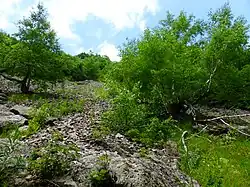 Рябиново-березовое криволесье