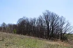 Священная роща