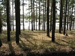 Кудряшовский бор