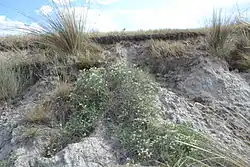 Сообщество полупустынных растений у озера Ножий