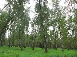 Берёзовая Карамзинская роща