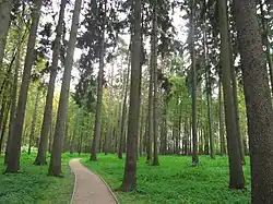 Усадебные рощи